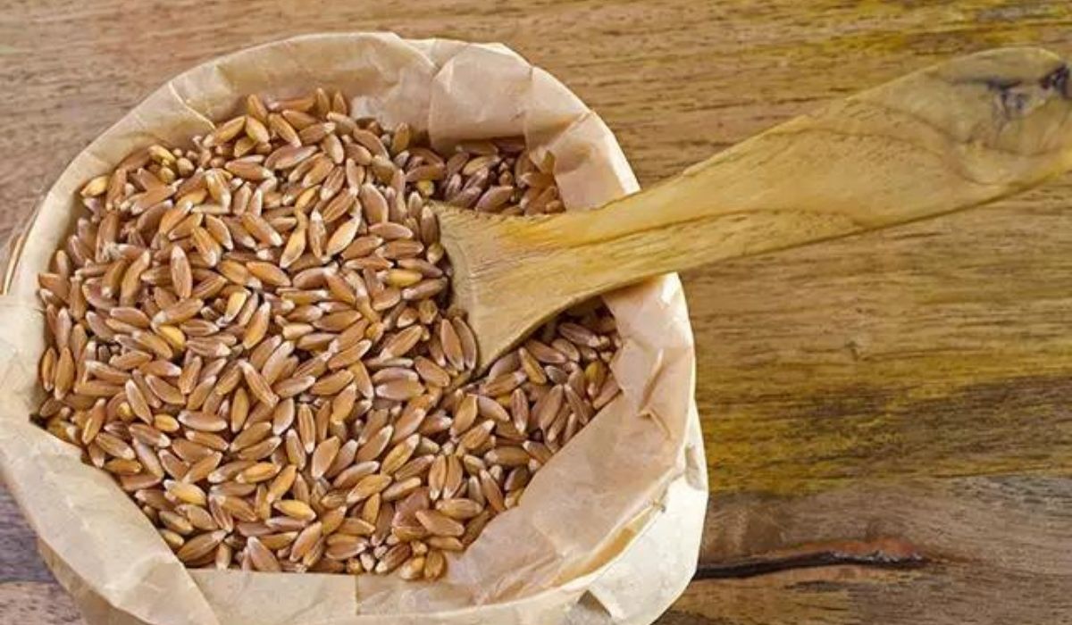 Khapli Wheat vs normal wheat
